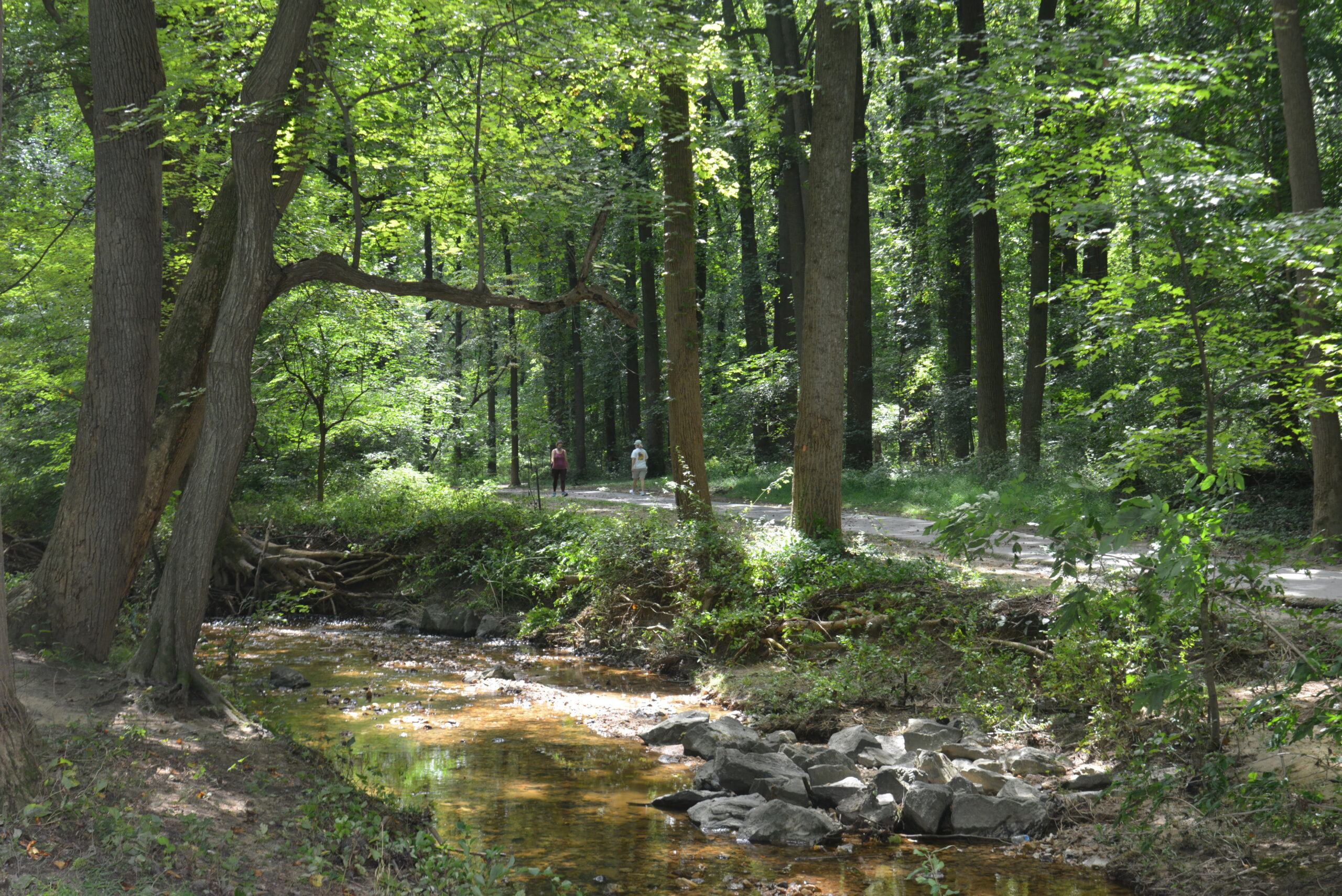 Suspect Sought in Sexual Assault on Sligo Creek Trail