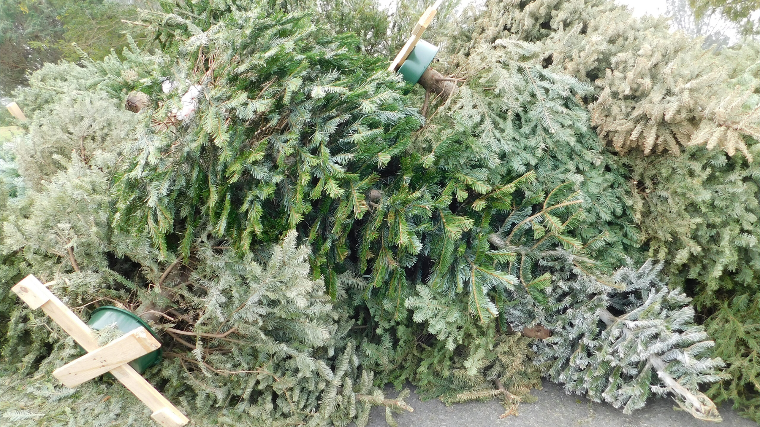 Montgomery County Offers Green Christmas Tree Disposal Solutions