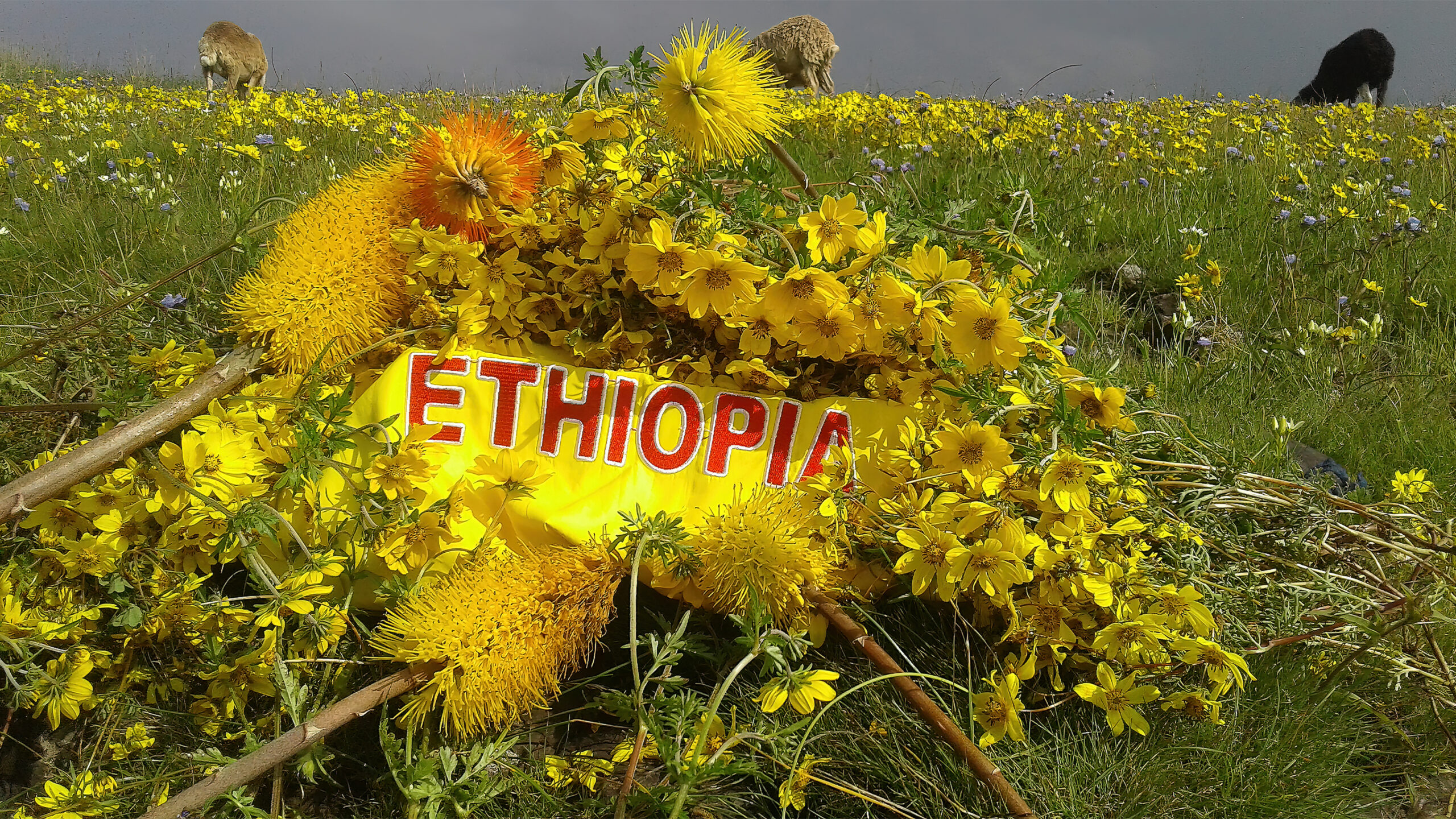Celebrate Ethiopian New Year at Koiner Farm This Thursday