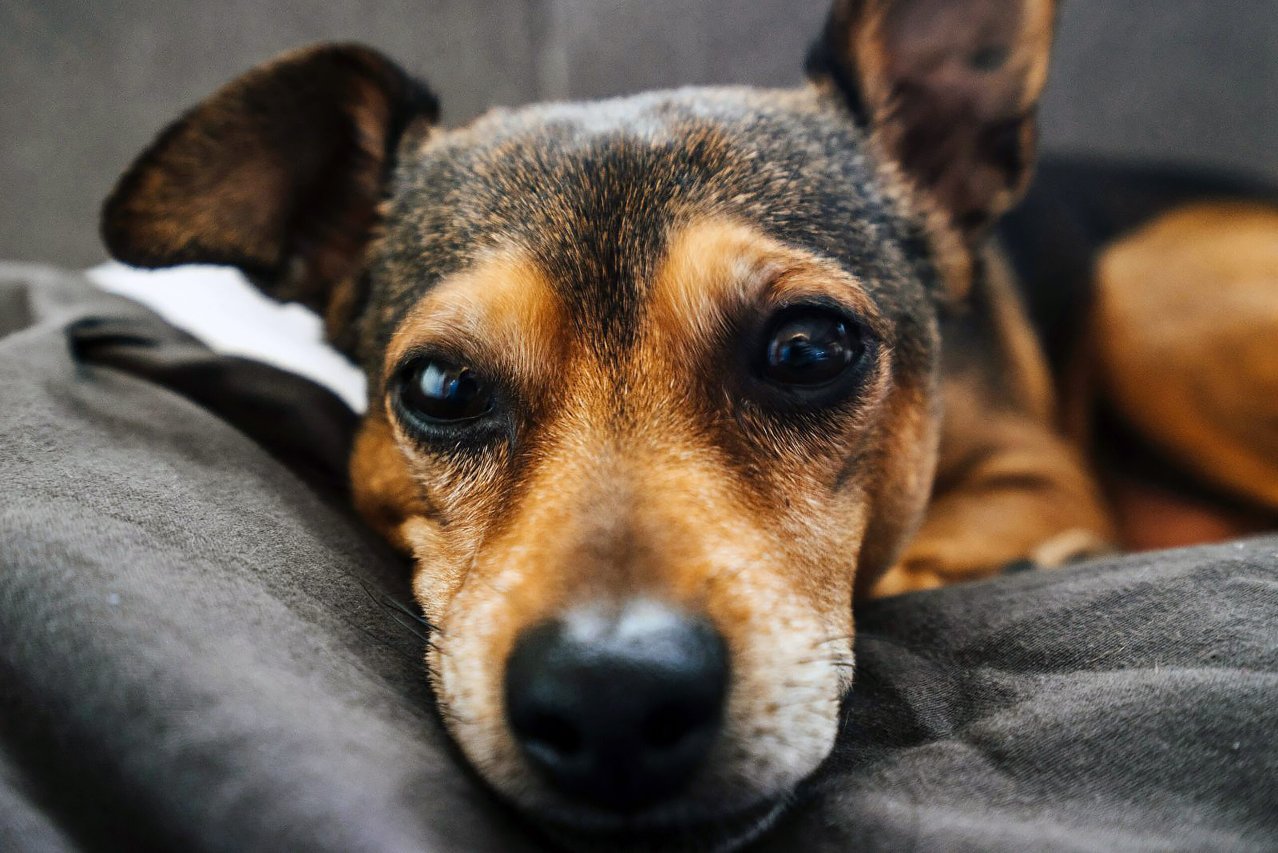 Keep Your Home Clean — and Your Pets Happy — With Well-Paid Maids