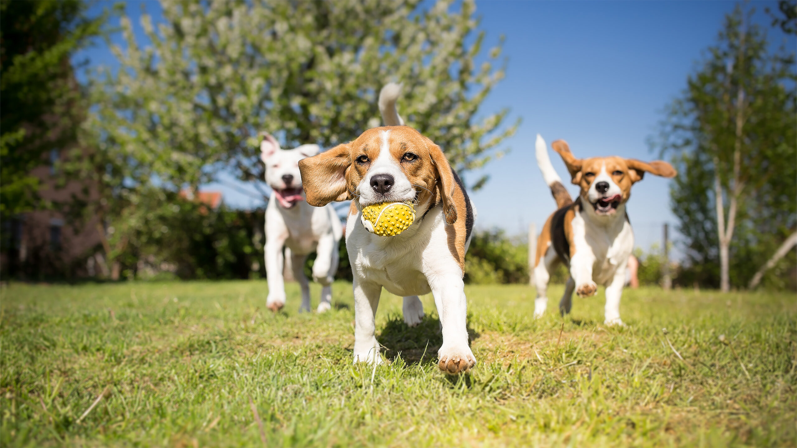 Ellsworth Urban Dog Park to Close for Construction Through May 2025