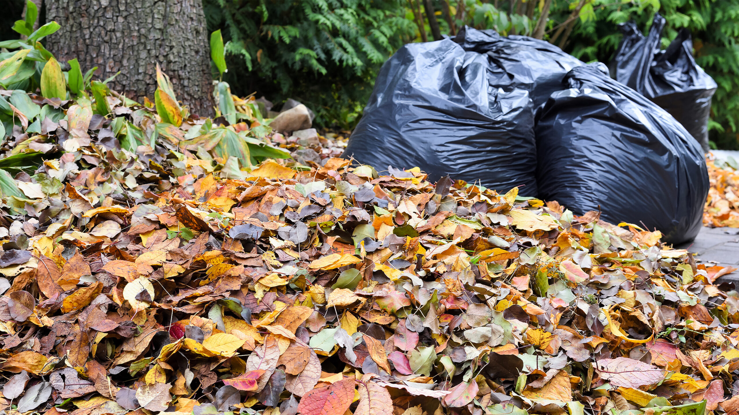 Montgomery County’s Annual Leaf Collection Set to Start Monday, Nov. 11