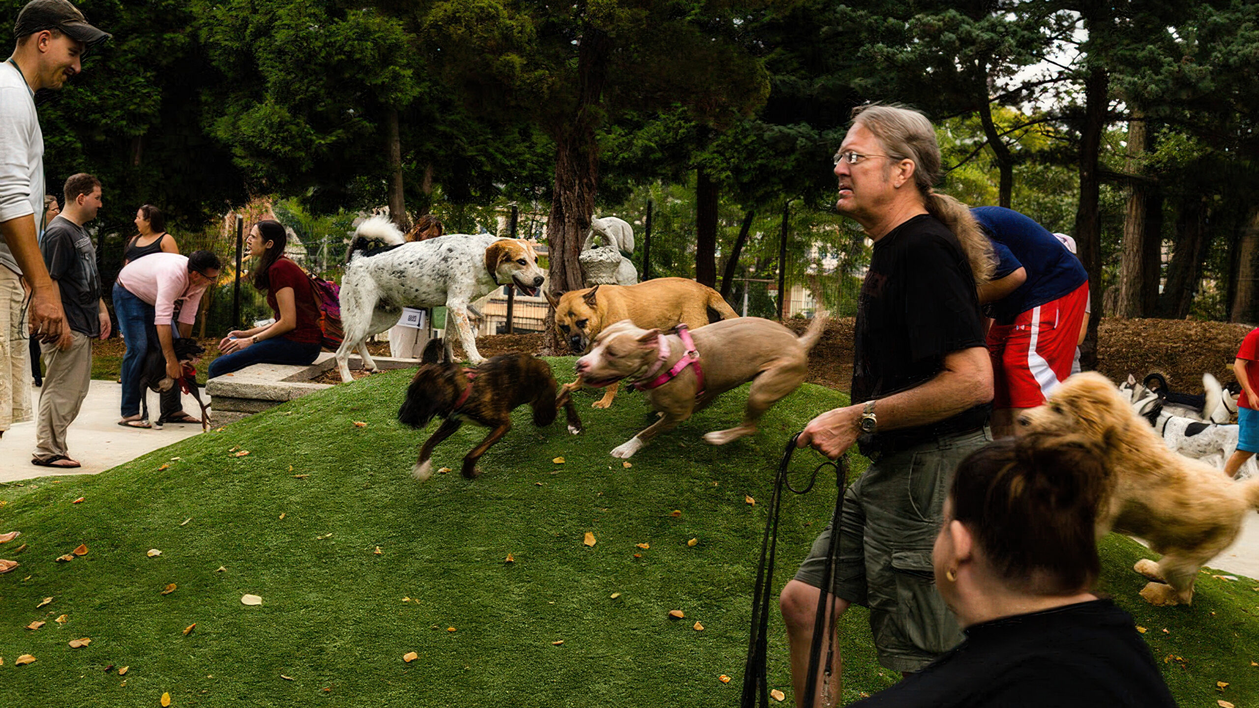 Ellsworth Urban Dog Park Renovation Delayed to January 2025