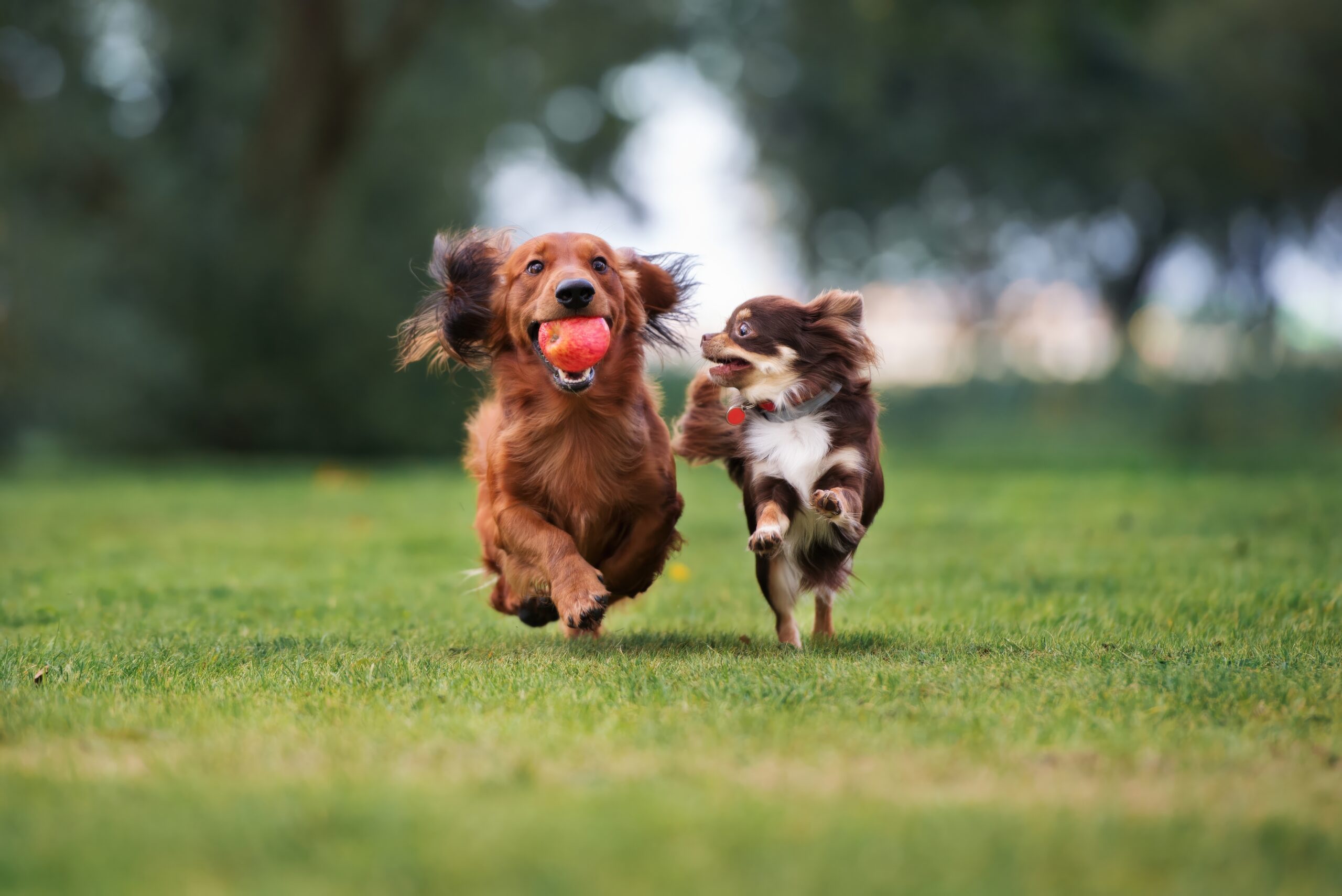 Ellsworth Urban Dog Park to Close for Six-Month Renovation Starting Monday