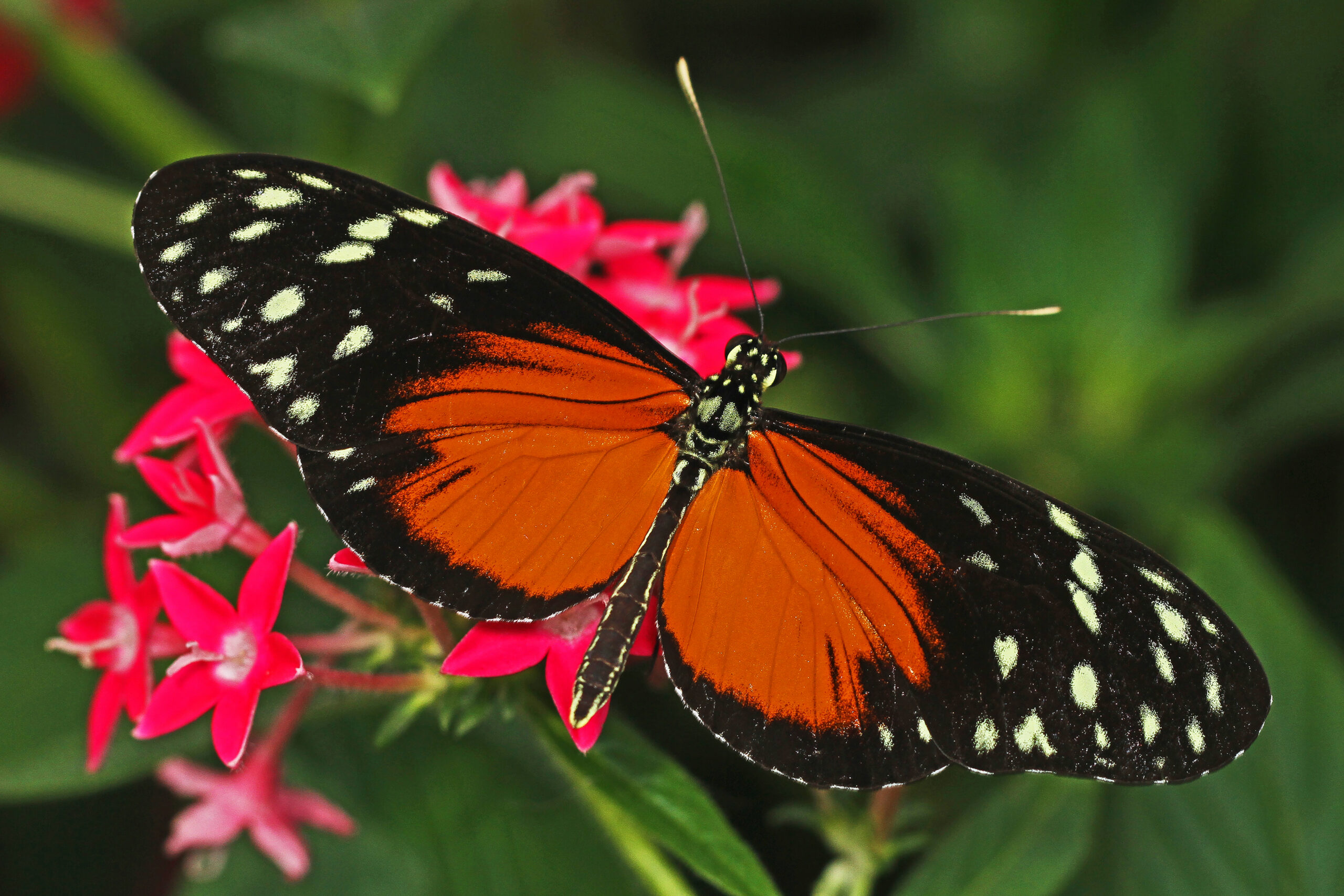 Butterflies from Around the Globe Land in Brookside Gardens